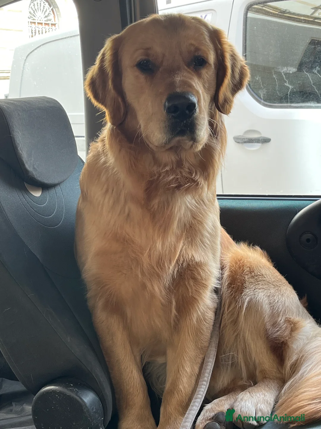 Golden Retriever cani in vendita: CUCCIOLI DI GOLDEN RETRIEVER CON PEDIGREE - Annuncio 2