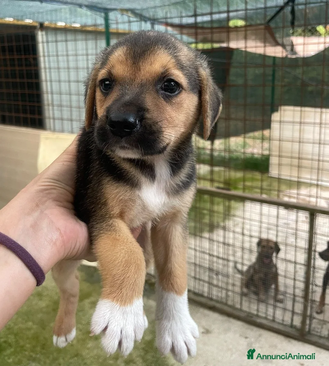 Meticcio cani in regalo: IL TENERO E PICCOLO TARZAN a Città metropolitana di Roma Capitale - Annuncio 1