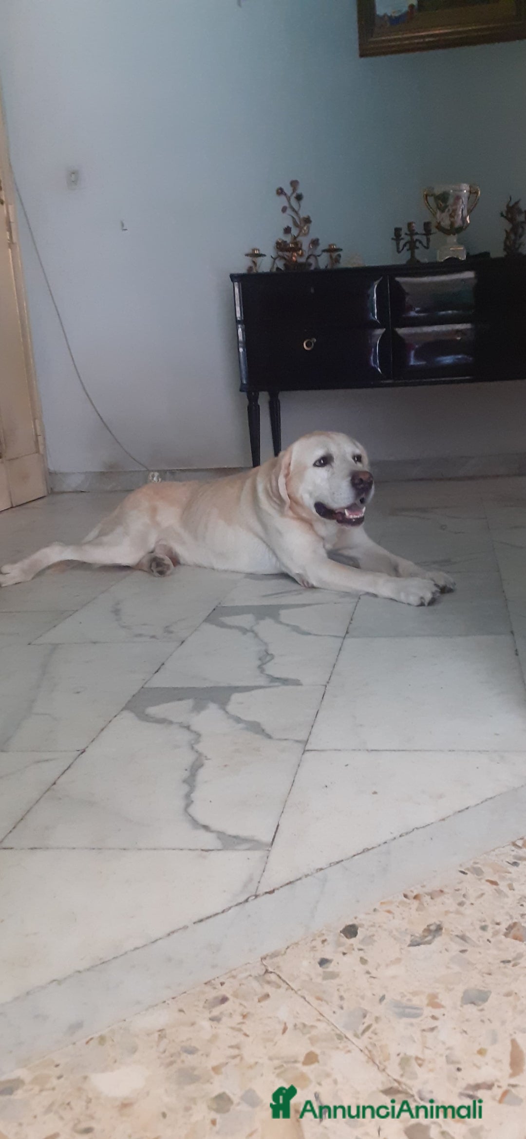 Labrador cani in regalo: Labrador Retriever in regalo - Annuncio 3