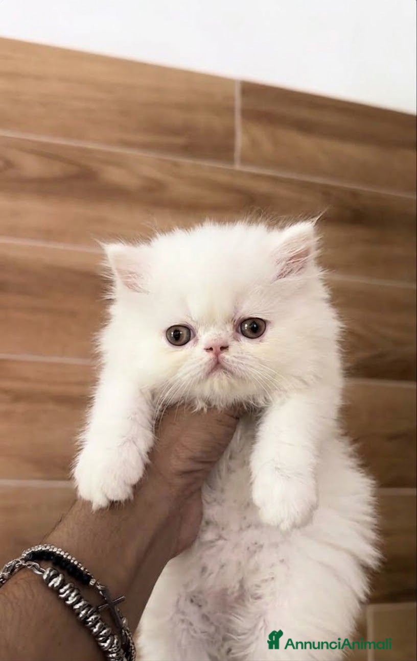 Persiano gatti Persiano maschio - Annuncio 2