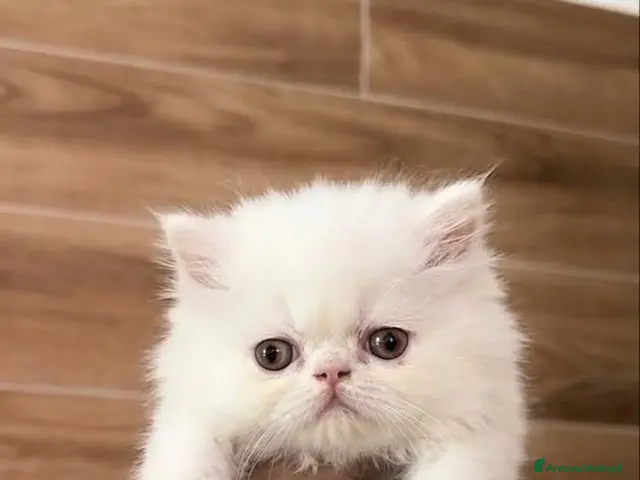 Persiano gatti Persiano maschio - Annuncio 2