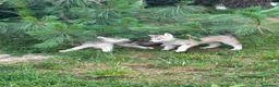 Husky cani in vendita: Husky di tre mesi - Annuncio 9