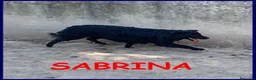 Meticcio cani in regalo: SABRINA un po' spaventata - Annuncio 1