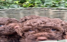 Lagotto cani in vendita: Cuccioli di lagotto disponibili  a Provincia di Asti - Immagine 6