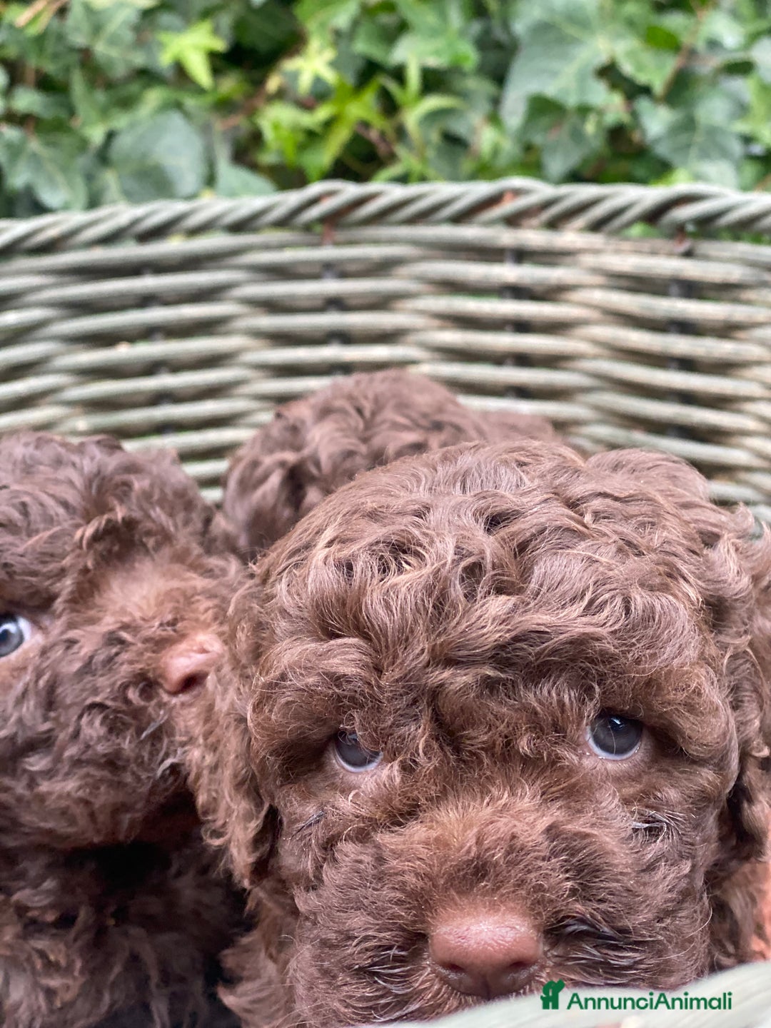 Lagotto cani in vendita: Cuccioli di lagotto disponibili  a Provincia di Asti - Immagine 6