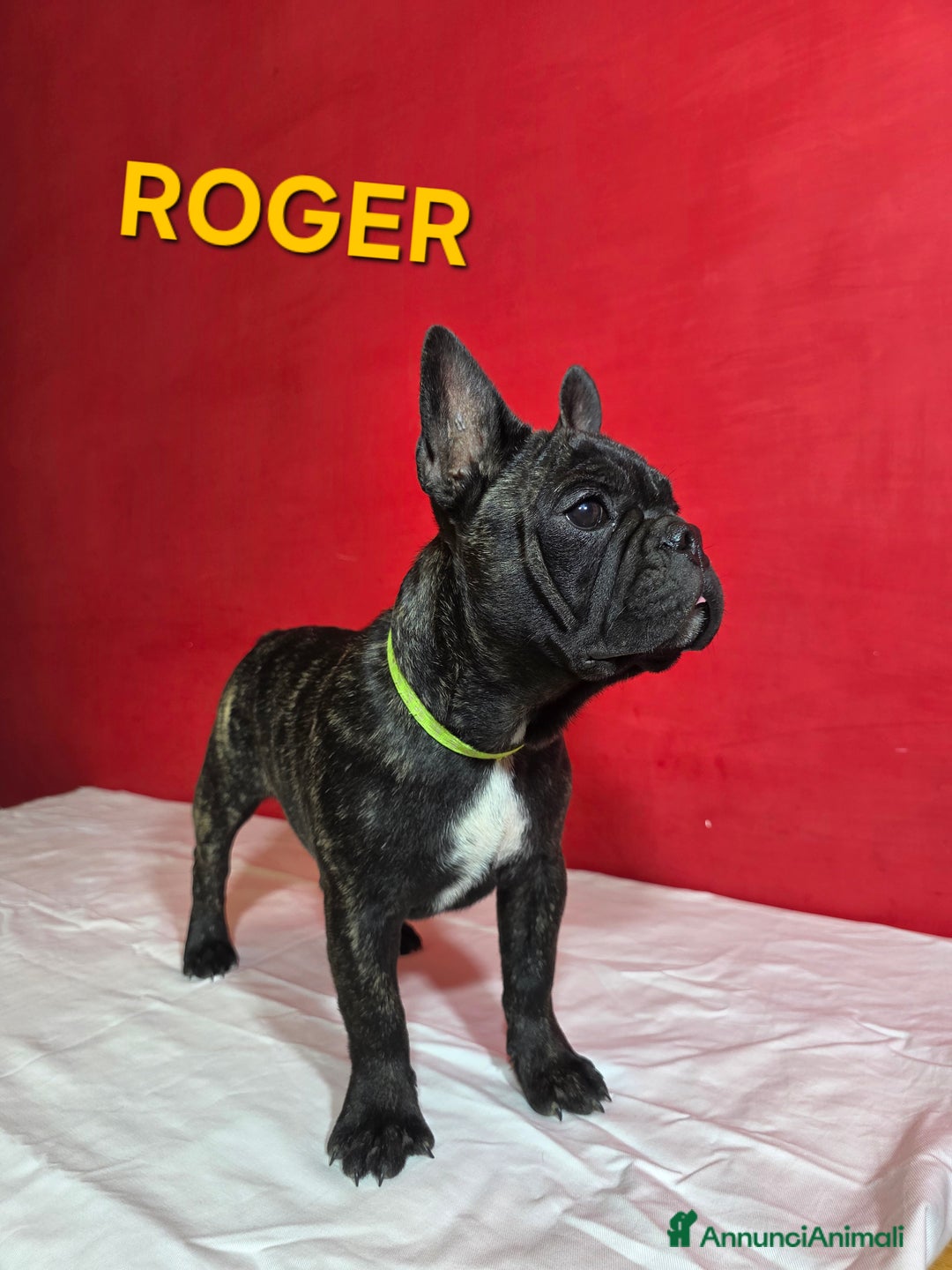 Bulldog Francese cani in vendita: Cuccioli Bulldog Francese  - Annuncio 4