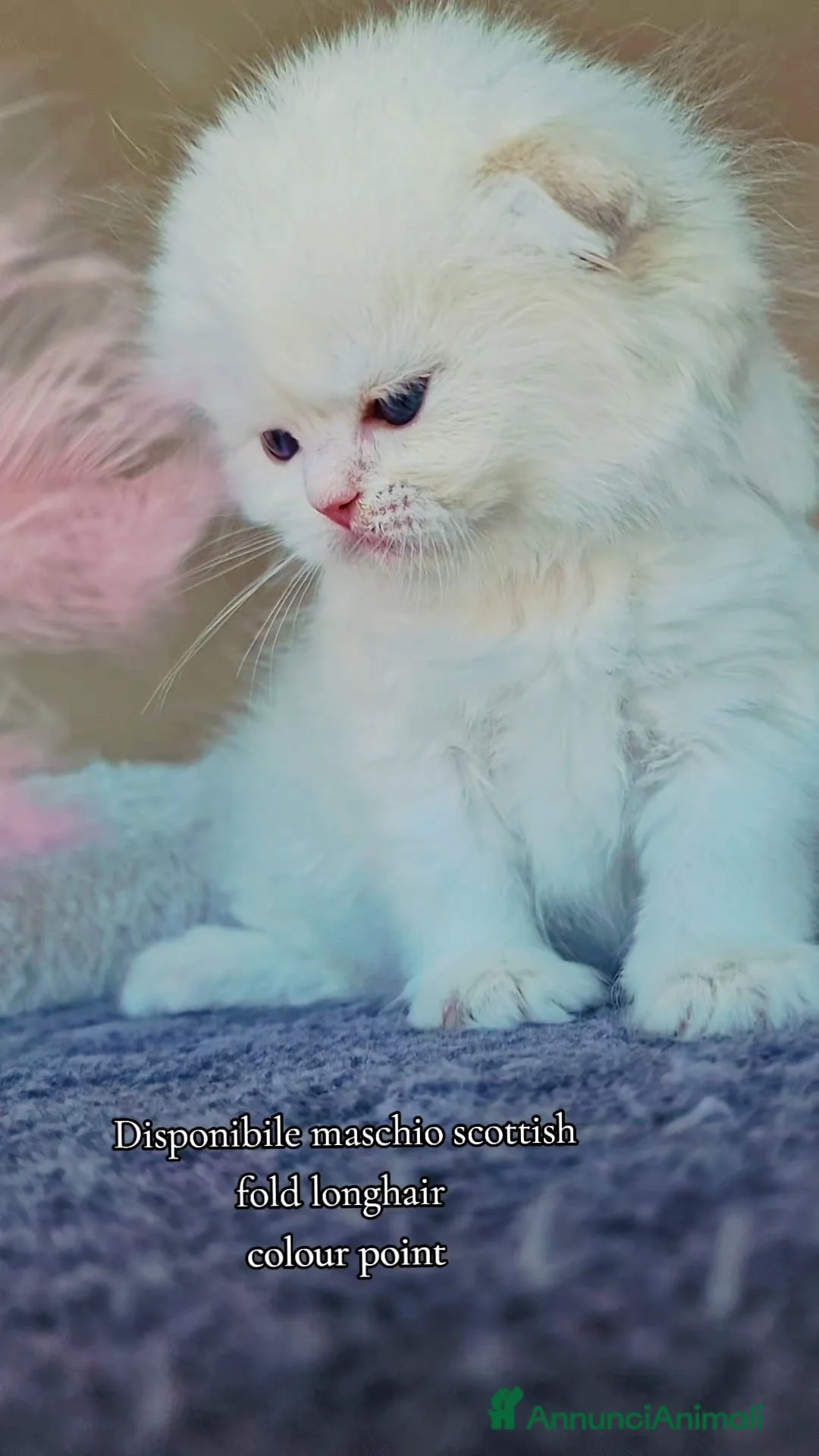 Scottish gatti in vendita: Scottish Fold  - Annuncio 8