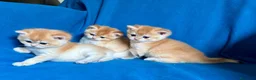 British gatti in vendita: Gattini British shorthair golden chell - Annuncio 3