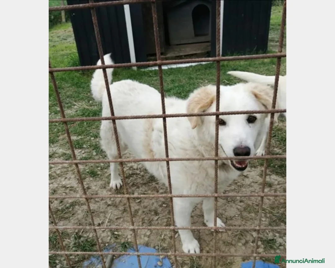 Meticcio cani in regalo: COTONE 10anni tolto da 1canile lager! RIMINI a Milano - Annuncio 4