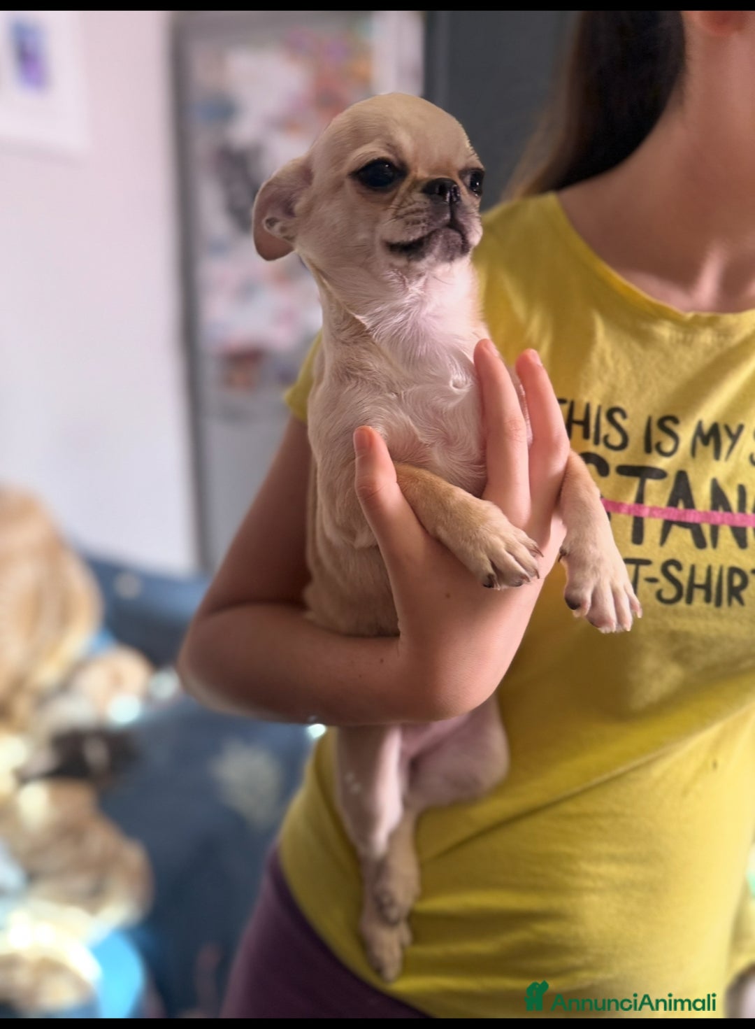 Chihuahua cani in vendita: Chihuahua cucciola - Annuncio 2