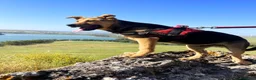 Meticcio cani in regalo: tyson - Annuncio 3