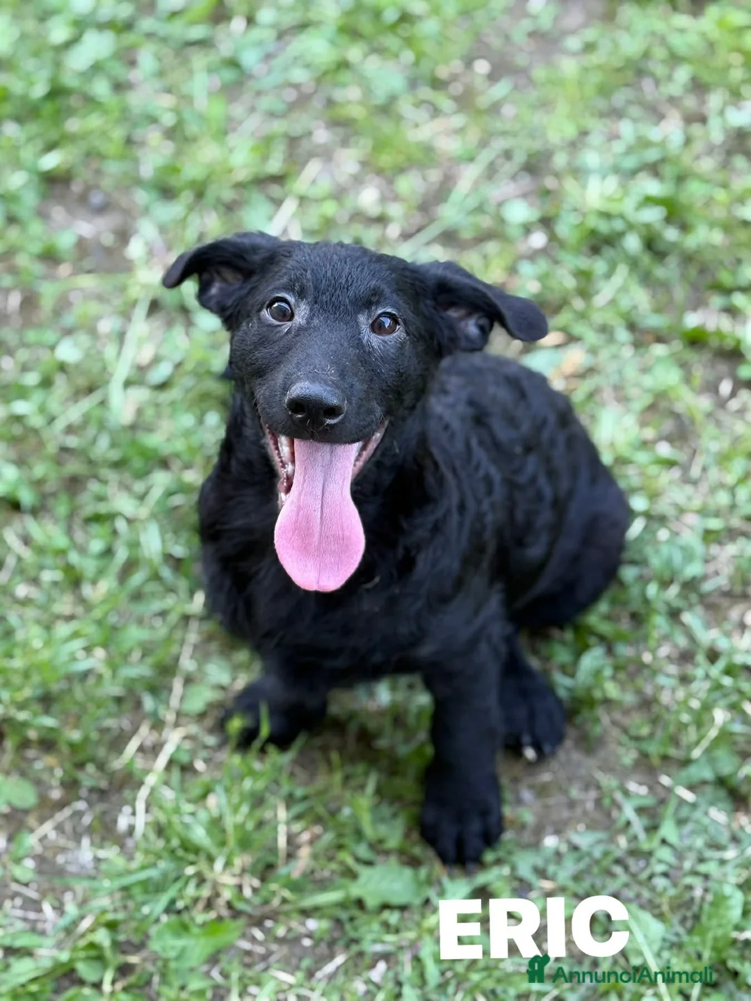 Meticcio cani in regalo: 3 bellissimi cuccioli in nero DA SALVARE! - Annuncio 9