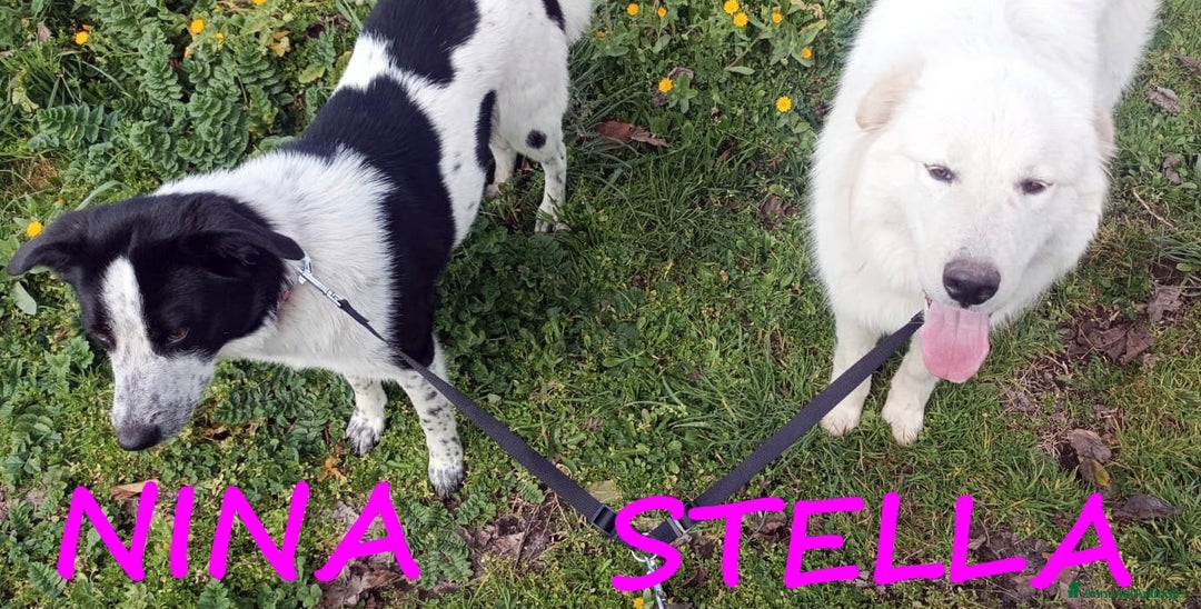 Meticcio cani in regalo: URGENTE! NINA E STELLA CUCCIOLONE 1 ANNO CERCANO C a Città metropolitana di Milano - Annuncio 4