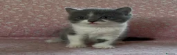 Scottish gatti in vendita: Scottish fold e straight  - Annuncio 10