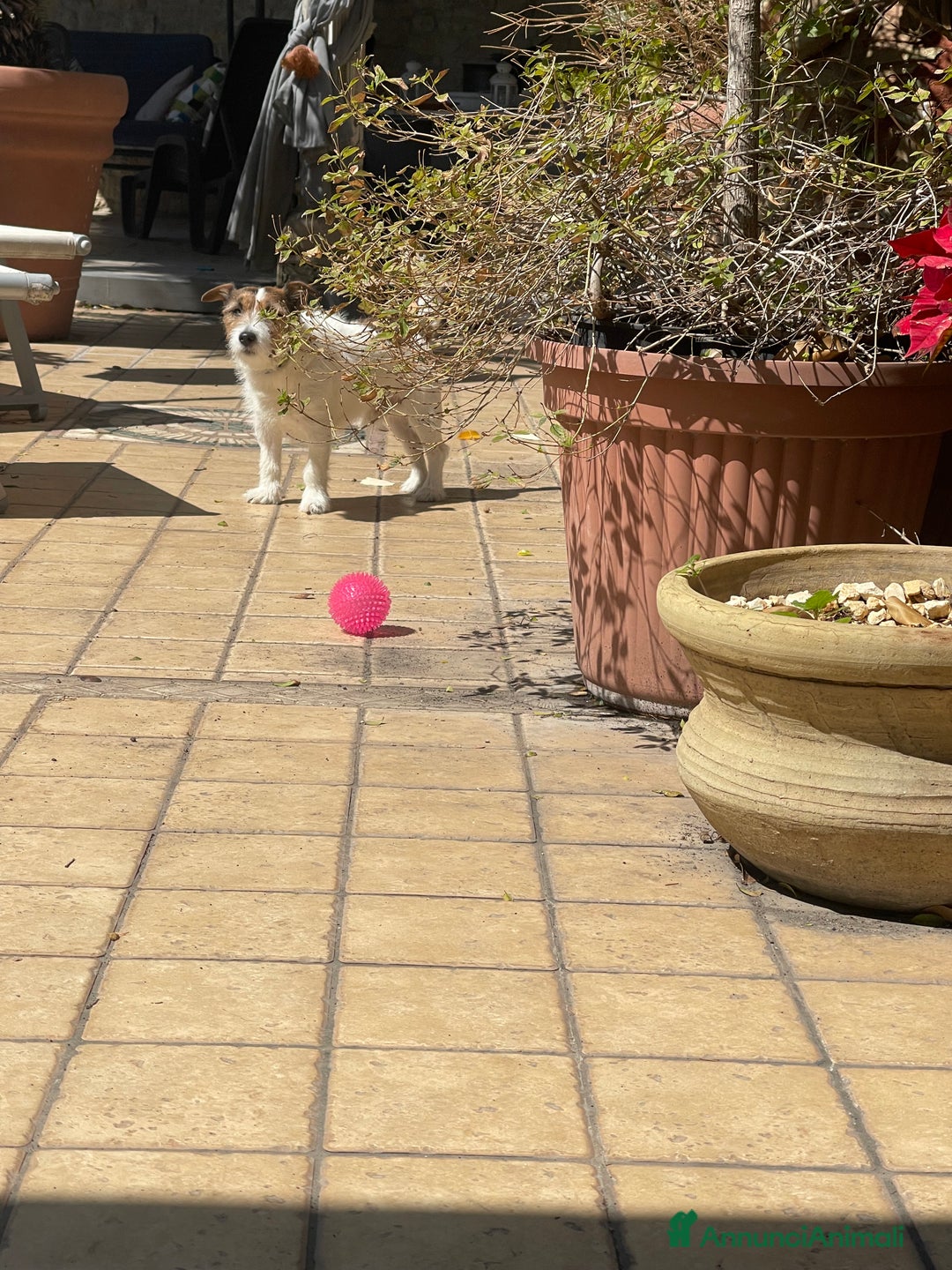 Jack Russell cani per accoppiamento: Sif cerca compagna  - Annuncio 2