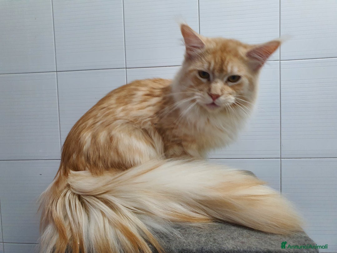 Maine Coon gatti in vendita: Maine coon 1 anno a Città Metropolitana di Napoli - Immagine 2