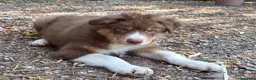 Australian Shepherd cani in vendita: Cuccioli Australian Shepherd - Annuncio 5