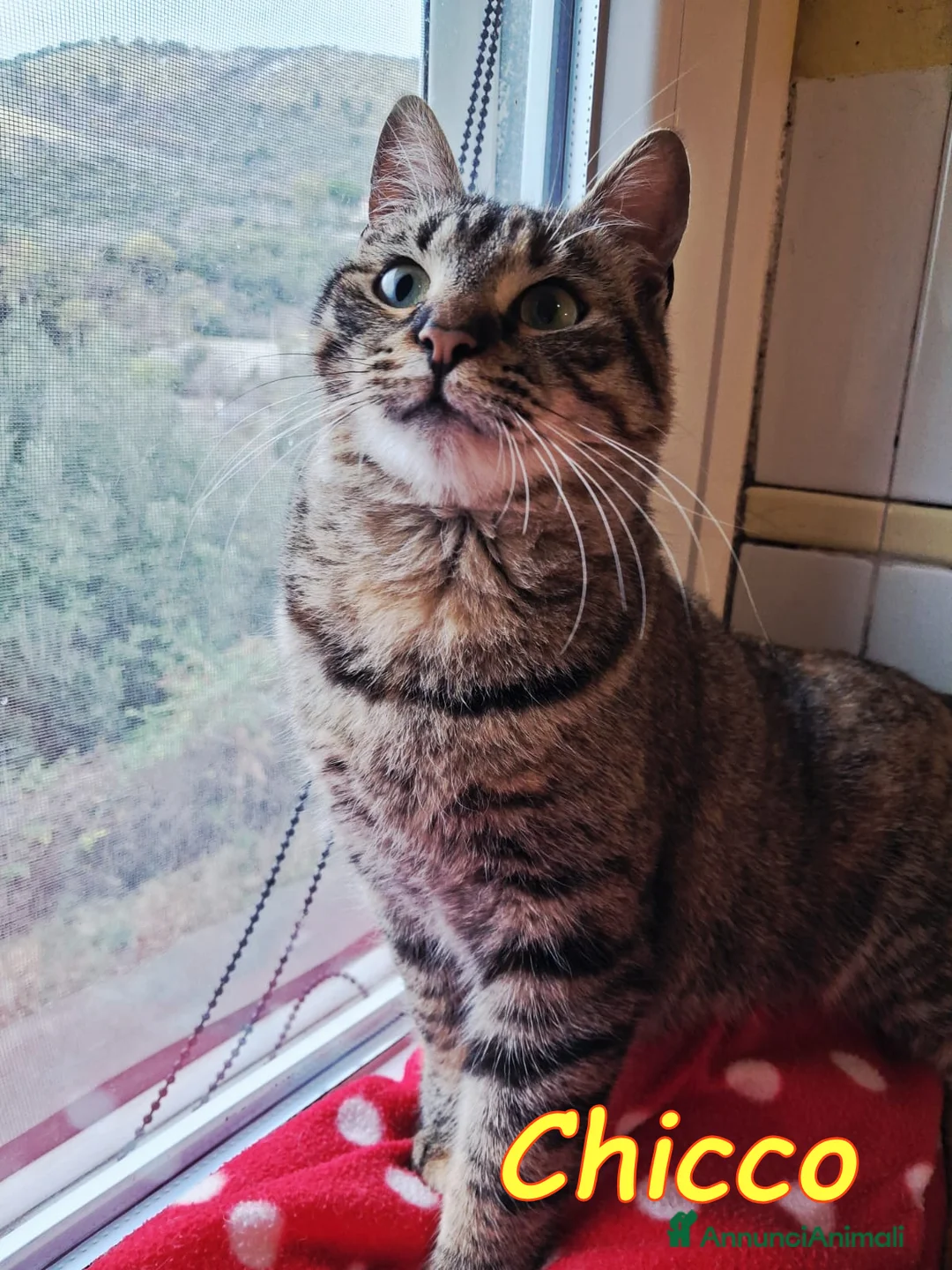 Europeo gatti in regalo: CHICCO, IL RE DELLE FUSA - Annuncio 2