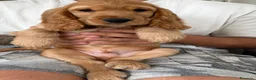 Cocker cani in vendita: Cocker spaniel maschi  a Città metropolitana di Roma Capitale - Annuncio 3