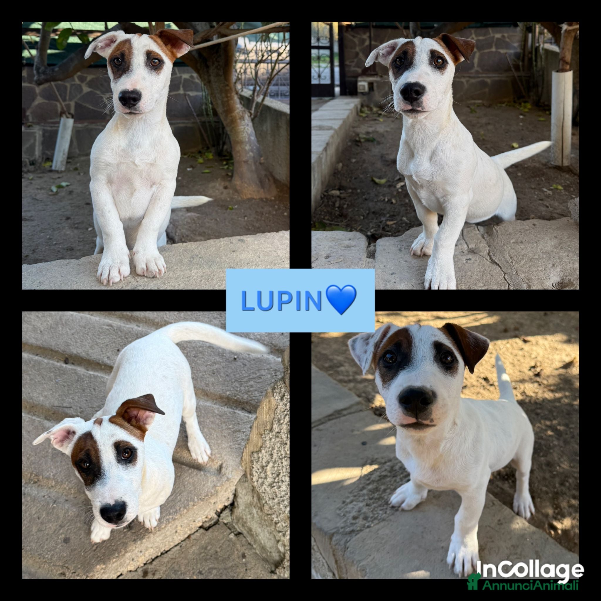 Jack Russell cani Vendo cuccioli jack Russell con pedigree  - Annuncio 3