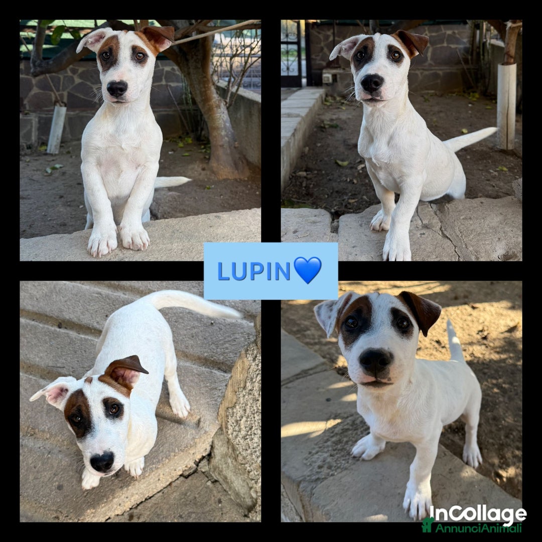 Jack Russell cani in vendita: Vendo cuccioli jack Russell con pedigree  - Annuncio 1