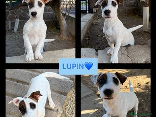 Jack Russell cani Vendo cuccioli jack Russell con pedigree - Annuncio 5