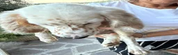 Setter Inglese cani in vendita: Vendesi Setter Inglese  a Provincia di Ancona - Annuncio 6