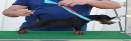 Dobermann cani in vendita: cuccioli di dobermann di altissima genealogia  a Provincia di Pescara - Annuncio 3