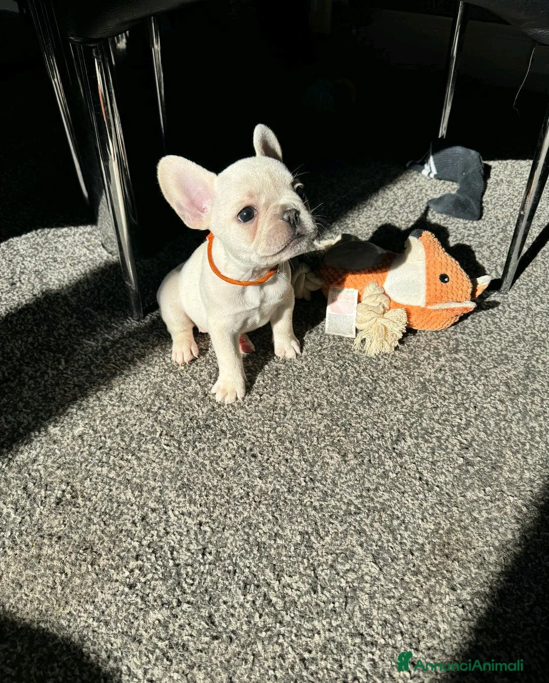 Bulldog Francese cani in vendita: Cuccioli di Bulldog Francese Registrati KC a Città metropolitana di Milano - Annuncio 3