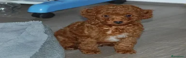 Barboncino Toy 2