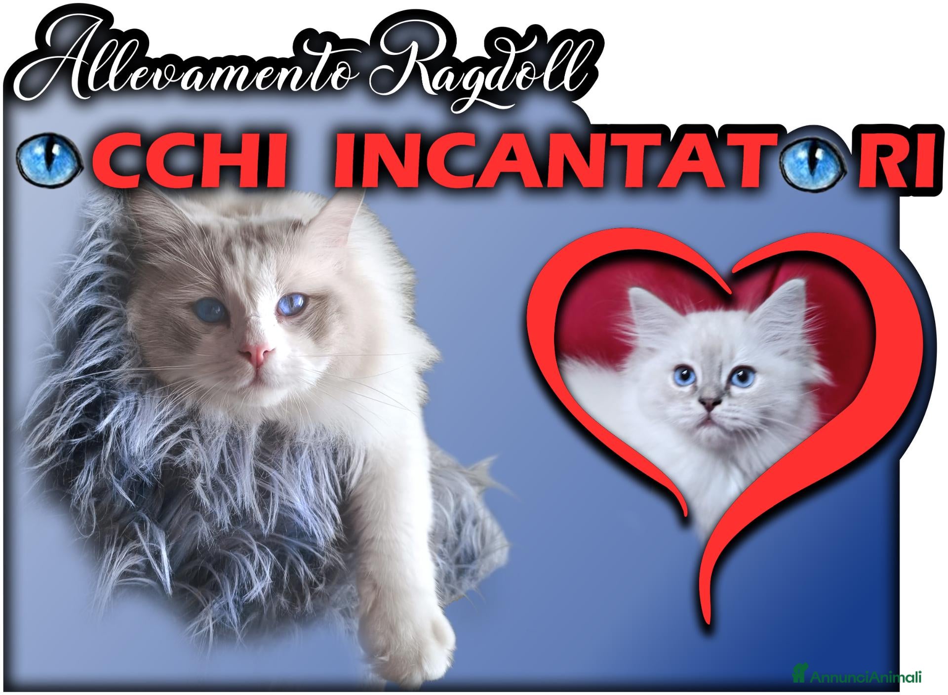 Ragdoll gatti Prenotazione Cuccioli di Razza Ragdoll  - Annuncio 2