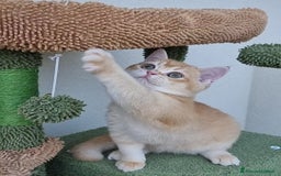 Scottish gatti in vendita: Scottish Straight con Pedigree  - Immagine 7