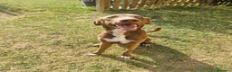 Meticcio cani in regalo: CUCCIOLO ADOTTATO E RESTITUITO  a Provincia di Pisa - Annuncio 4