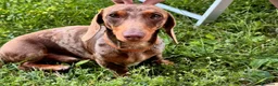 Bassotto cani per accoppiamento: Accoppiamento - Annuncio 2