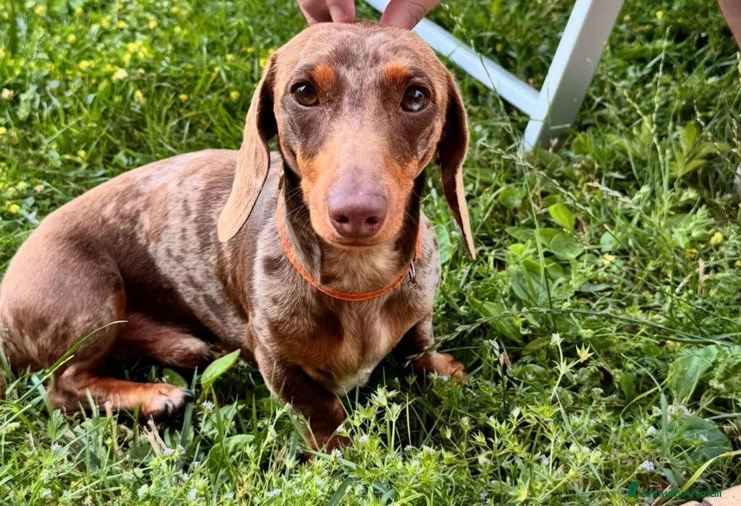 Bassotto cani per accoppiamento: Accoppiamento - Annuncio 2
