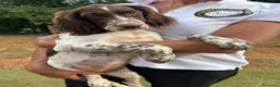 Setter Inglese cani in vendita: vendo cuccioli setter inglese - Annuncio 3