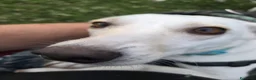 Meticcio cani in regalo: Femmina 2anni kg10 salvata a giugno BERGAMO  - Annuncio 2