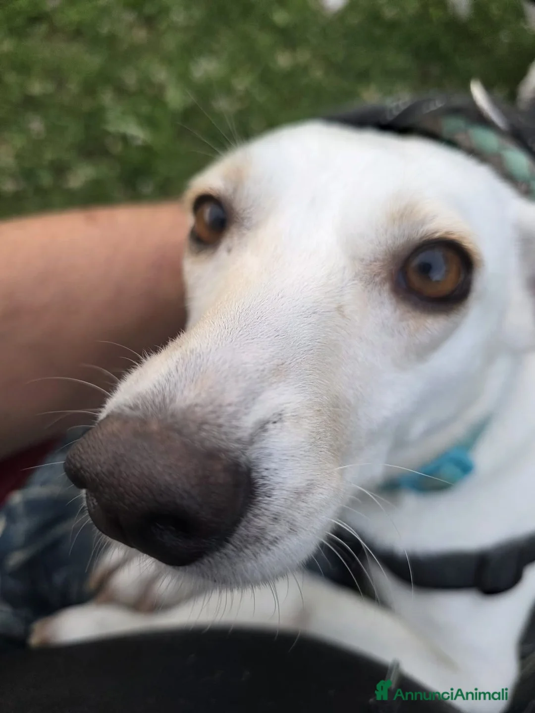 Meticcio cani in regalo: Femmina 2anni kg10 salvata a giugno BERGAMO  - Annuncio 2