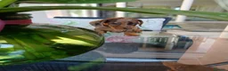 Bassotto cani in vendita: Bassotti/e strabelli a Provincia di Pavia - Annuncio 8