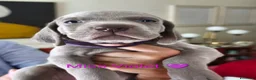 Weimaraner cani in vendita: WEIMARANER splendidi cuccioli  - Annuncio 4