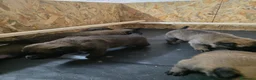 Pastore Belga cani in vendita: SUPER CUCCIOLI PASTORE BELGA MALINOIS  - Annuncio 8