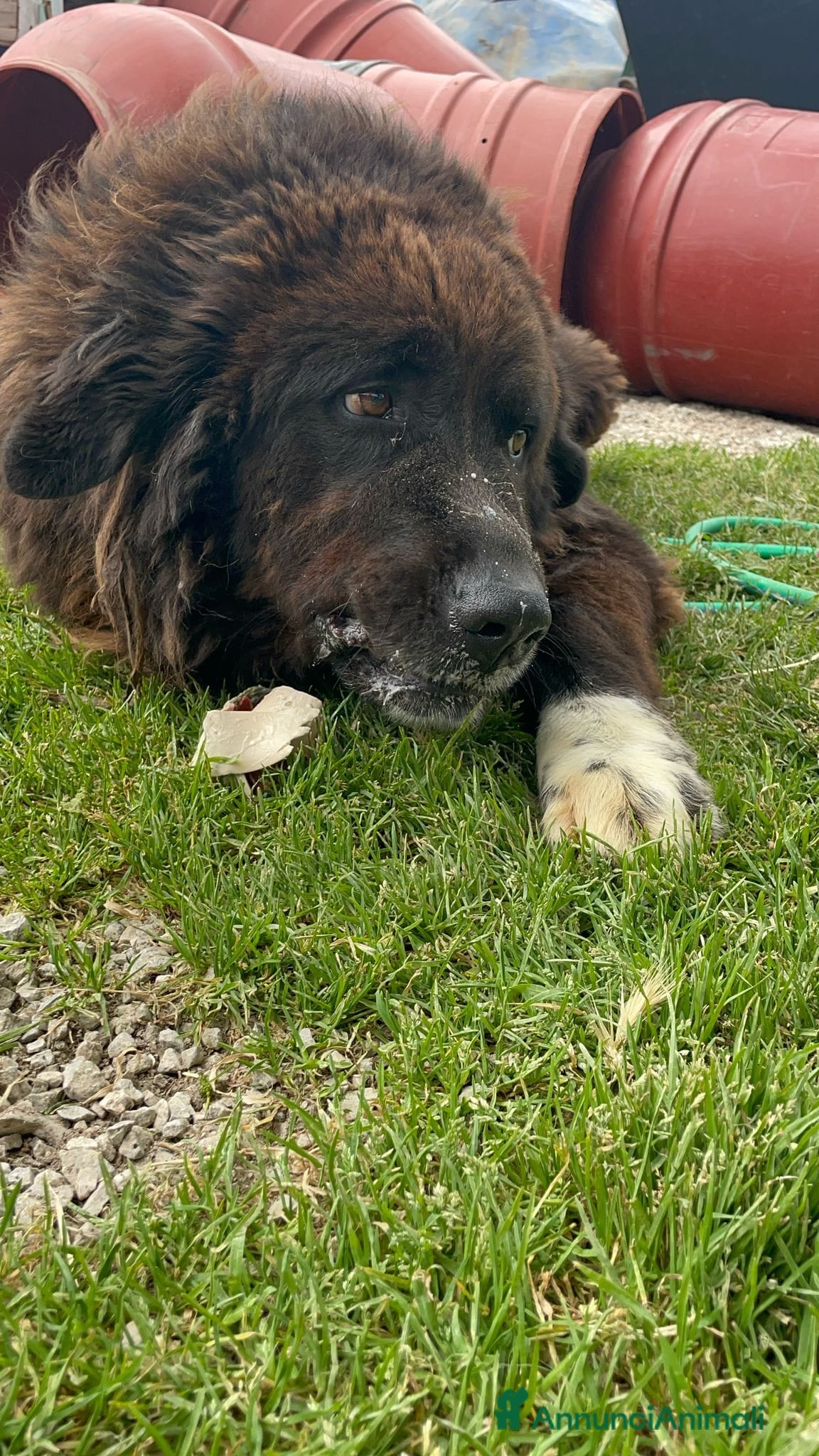 Terranova cani LETTERA A ZENO  - Annuncio 2