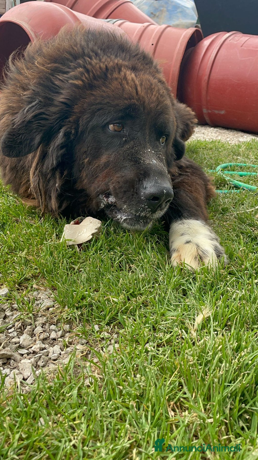 Terranova cani in regalo: LETTERA A ZENO  - Annuncio 2