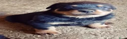 Rottweiler cani in vendita: Disponibili cucciolo Rottweiler - Annuncio 2