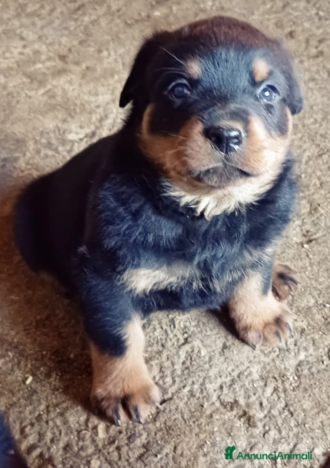 Rottweiler cani in vendita: Disponibili cucciolo Rottweiler - Annuncio 2