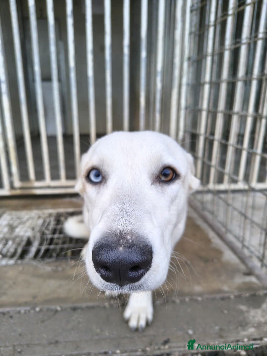 Meticcio cani in regalo: Adotta Celeste - Annuncio 3