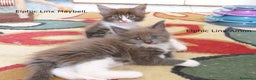Maine Coon gatti in vendita: Fantastici cuccioli di Maine Coon disponibili - Annuncio 7