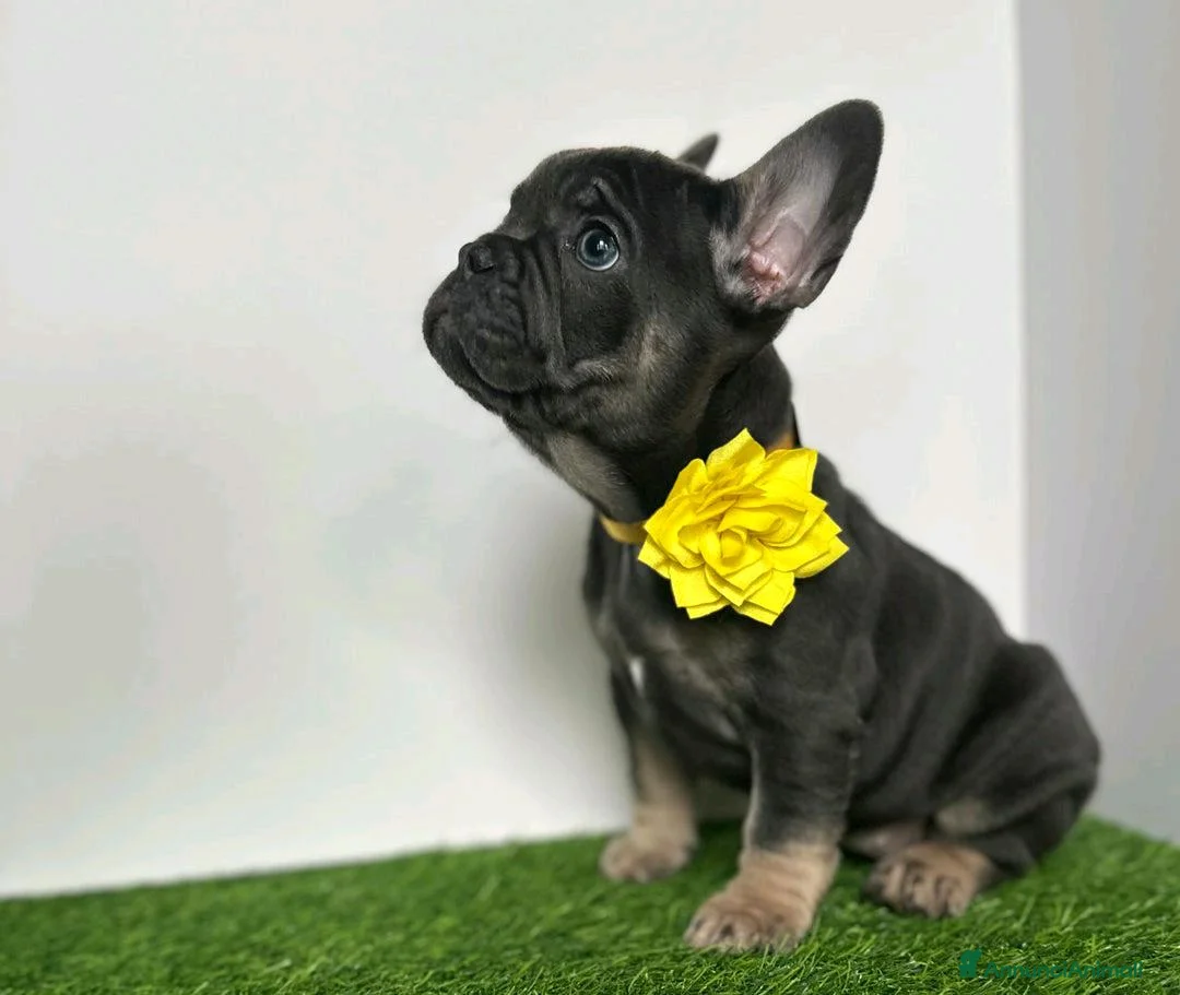 Bulldog Francese cani in vendita: Cuccioli di bulldog francese di 11 settimane a Città metropolitana di Roma Capitale - Annuncio 5