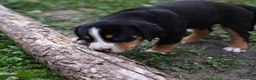 Grande Bovaro Svizzero cani in vendita: 🐾 Cuccioli di Grande Bovaro Svizzero disponibili! - Annuncio 8