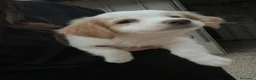 Meticcio cani in regalo: 5 NANETTI DA ADOTTARE a Città Metropolitana di Firenze - Annuncio 3
